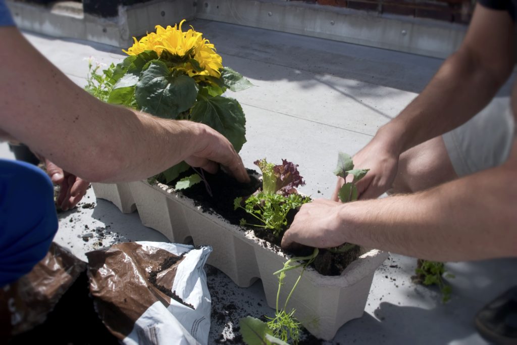 Urban Gardening